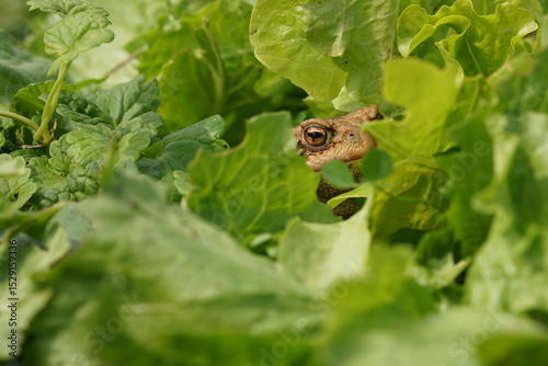 Closeup view of Common toad (Bufo bufo) in summer garden. A rarity to see them in the wild.