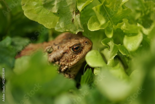 Closeup view of Common toad (Bufo bufo) in summer garden. A rarity to see them in the wild.