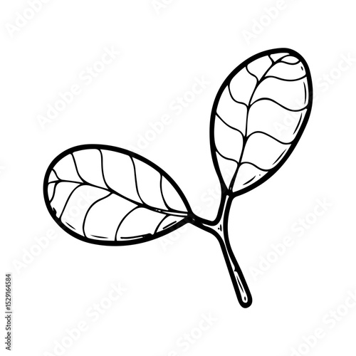 Peanut leaf. Hand drawn doodle vector. Agricultural green plant. Leaves. Flora. Illustration line art botanical element.