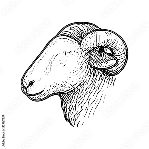 Hand-drawn sketch illustration of a ram’s head. Perfect for farm, animal, or Eid al-Adha related designs.