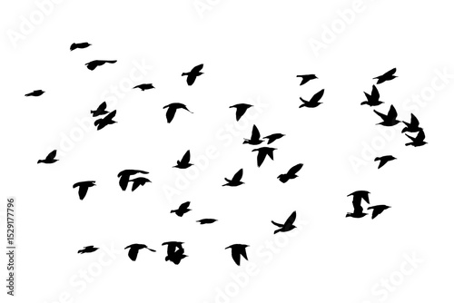 png kuş sürüsü açık bir arka planda uçuyor	