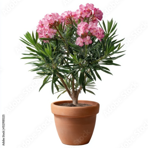 Oleander plant with pink flowers in pot isolated on white background