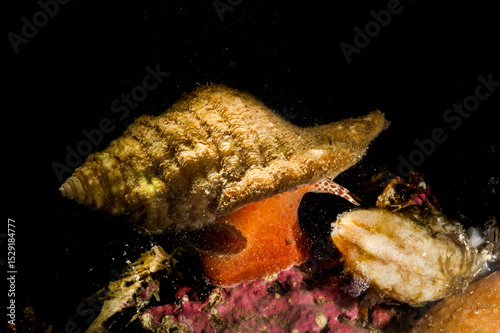 Monoplex aka Cymayium corrugatus is a species of predatory sea snail, a marine gastropod mollusk in the family Cymatiidae.. Mediterranean sea, Sardinia, Italy