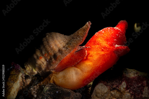 Monoplex aka Cymayium corrugatus is a species of predatory sea snail, a marine gastropod mollusk in the family Cymatiidae.. Mediterranean sea, Sardinia, Italy