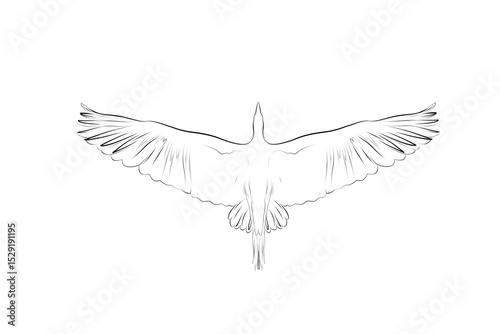 sketch of a stork flying on a white background