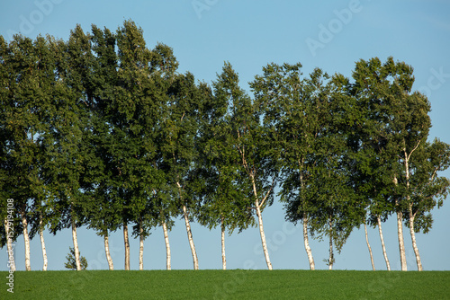 Row of white birch trees