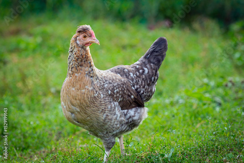 A  hen are walking outside in the village. Countryside. Close-up. Background.