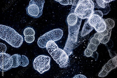 A colony of Rhizaria, an important group of large zooplankton Rhizaria make up some 33 percent of large zooplankton in the ocean, and more than 5 percent of the total marine biomass