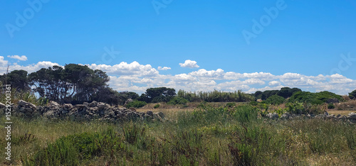 Apulian costal forest landscape