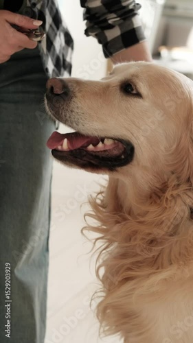Girl Attaching Dog Collar To The Leash Before Walking, Vertical Video