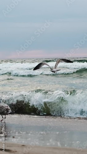 Seagulls Flying Over The Waves Of The Baltic Sea, Flapping Wings In Slow Motion