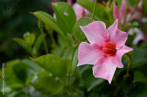 Pink Mandevilla, Dipladenia or rocktrumpet flowers in a garden. Floral background, selective focus