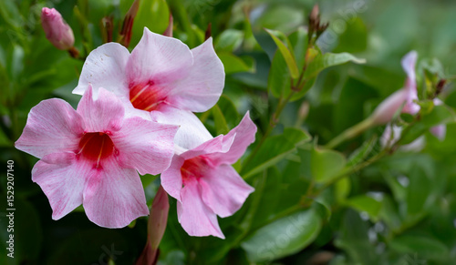 Pink Mandevilla, Dipladenia or rocktrumpet flowers in a garden. Floral background, selective focus