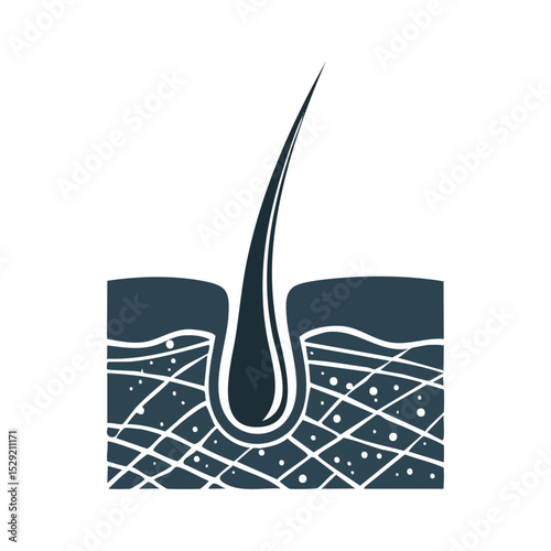 Hair Follicle Anatomy Infographic Illustration

