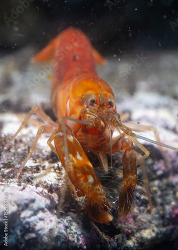 Foto Gambero (Alpheus sp