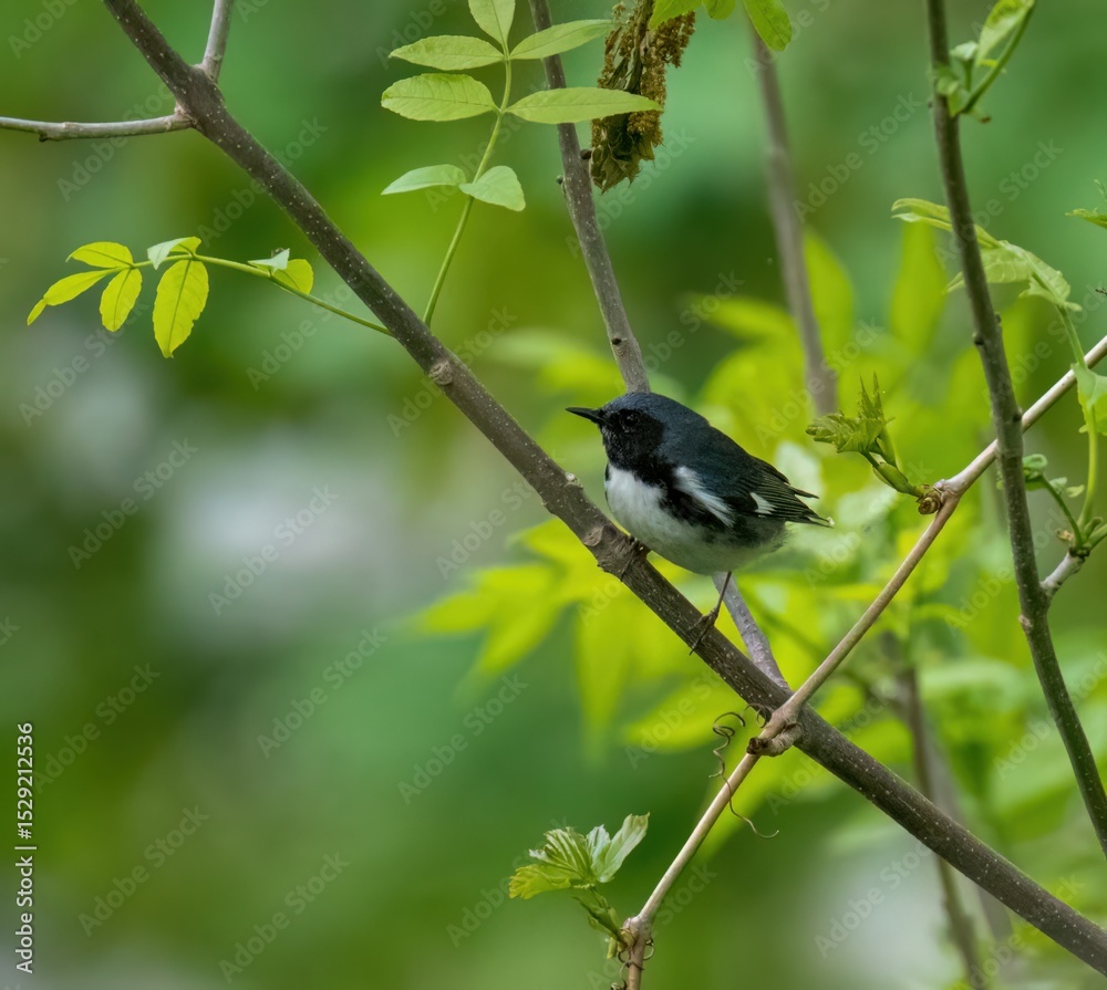 Obraz premium Black-throated blue warbler