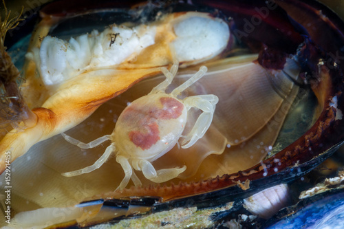 Pea  Pinnotheres pisum live inside a Common mussel, Blue mussel, Mytilus edulis aka galloprovincialis. Sardinia, Italy. The pea crab is a parasitic crab that lives inside the shells of molluscs  photo
