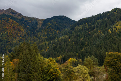 view of autumnal forest in Trentino Alto Adige with warm colors	
