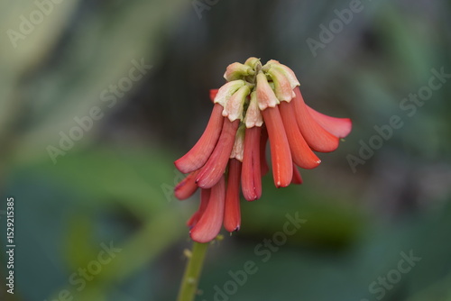 Erythrina zeyheri, commonly known as the ploughbreaker, is a deciduous, geoxylic subshrub and member of the family Fabaceae. Hanover Berggarten, Germany.