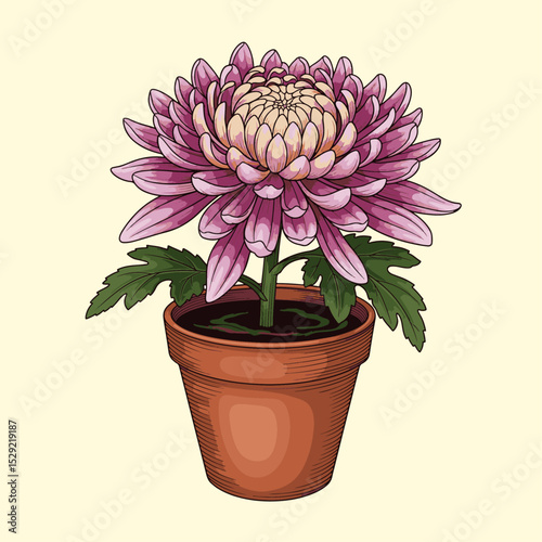 Beautiful Pink Chrysanthemum in Terracotta Pot Brightened by Soft Lighting