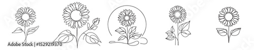 sunflower vector style continuous line