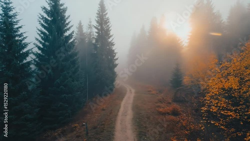 Wallpaper Mural Misty forest road in autumn morning, scenic nature Torontodigital.ca