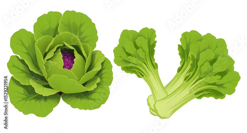 Lettuce vector, Lettuce illustration, Green lettuce icon, Fresh lettuce clipart, Lettuce vegetable vector, Organic lettuce drawing, Whole lettuce vector, Lettuce leaf vector, Lettuce head illustration