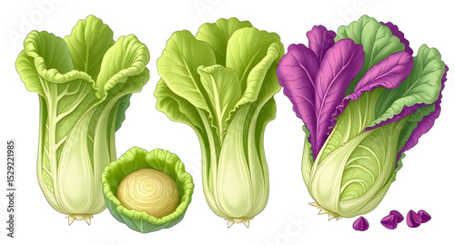 Lettuce vector, Lettuce illustration, Green lettuce icon, Fresh lettuce clipart, Lettuce vegetable vector, Organic lettuce drawing, Whole lettuce vector, Lettuce leaf vector, Lettuce head illustration