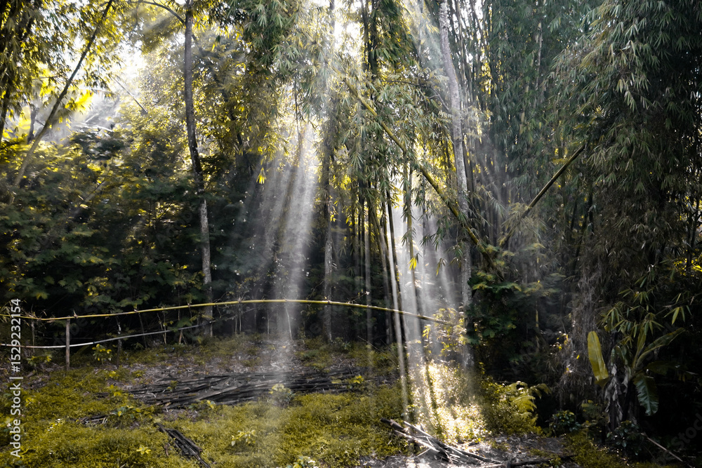 Obraz premium Sun rays coming from behind the trees