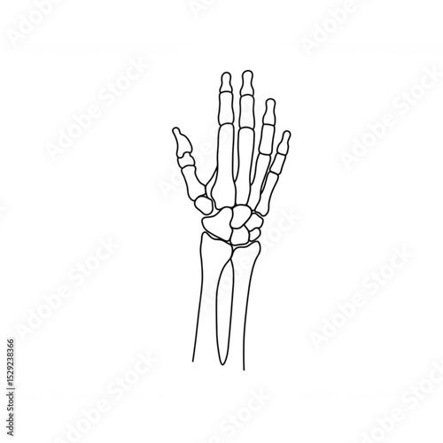 Elegant Line Art of a Human Hand Skeleton ideal for Medical Designs Branding or Logo Creation