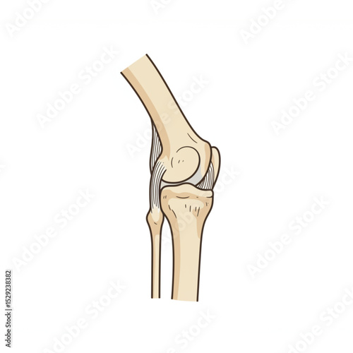 Detailed Human Knee Joint Anatomy Diagram perfect for Medical Education Resources,  Educational Charts, and Scientific Publications.