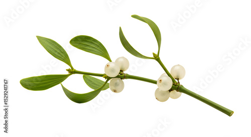 Close-up of a mistletoe branch with white berries and green leaves, set against a transparent background for festive decoration