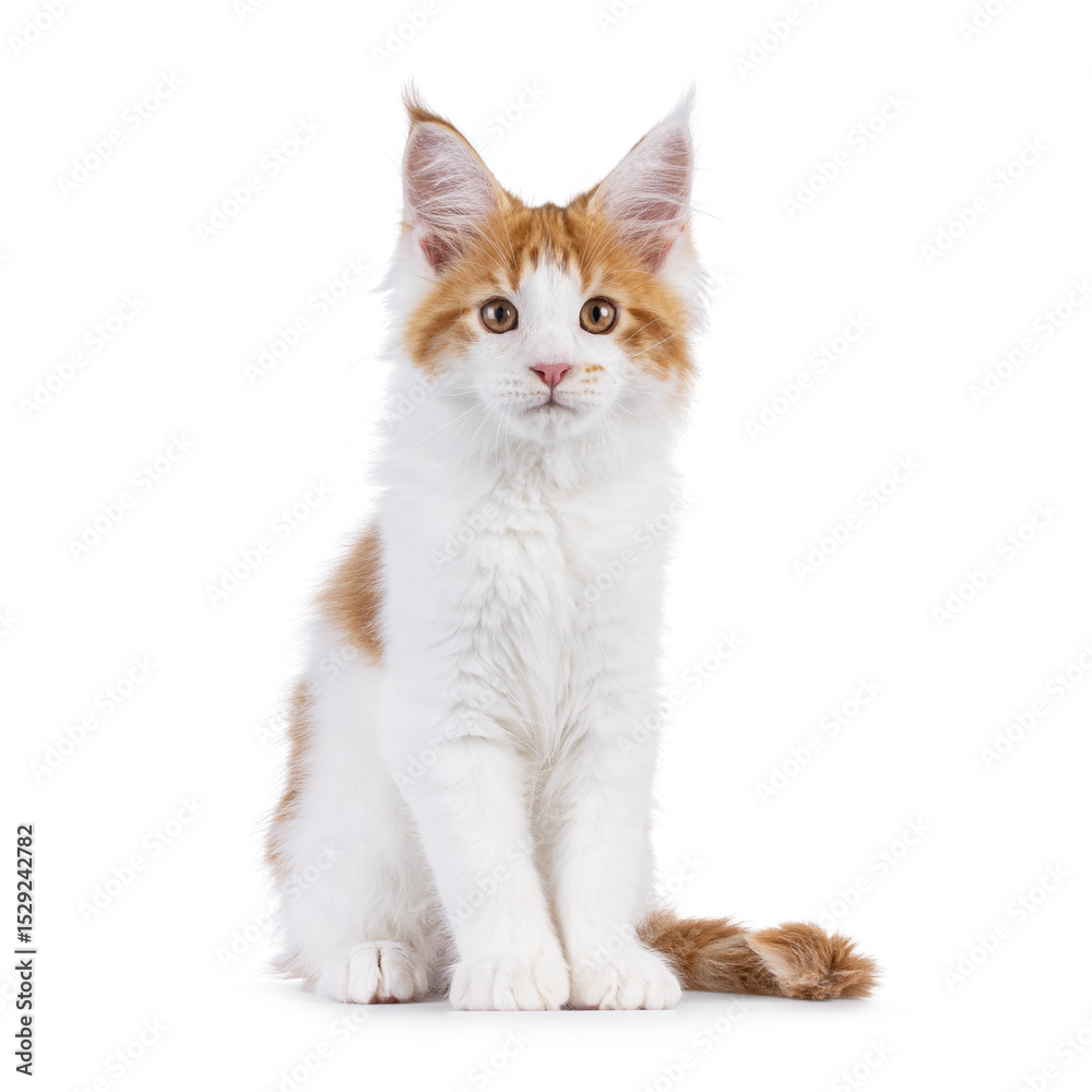 Obraz premium Adorable red with white Maine Coon cat kitten, sitting up facing front. Looking beside camera. Isolated on a white background.