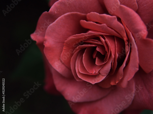 5月に美しく咲いた茶色いバラの花「ブラックティー」