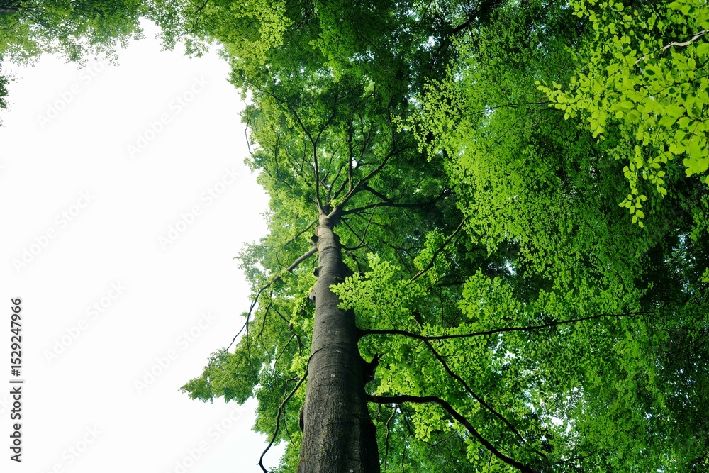 Fototapeta premium green old tree in the forest