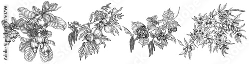 Vector set with branches of nuts. Collection with almonds, hazelnuts, cashews, walnuts in engraving style. Growing superfood	