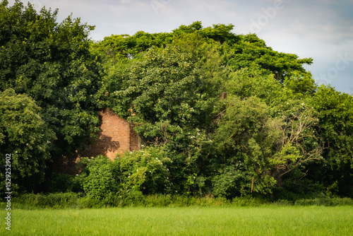 Old brick structure overtaken by trees and plants, symbol of decay and nature reclaiming man-made space