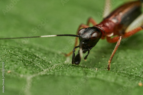closeup view of cricket head and mouth