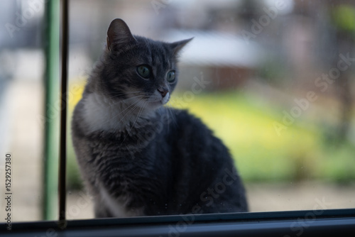 Gray cat sitting by glass, surrounded by peaceful outdoor scenery. Perfectly captures calm domestic life moments.