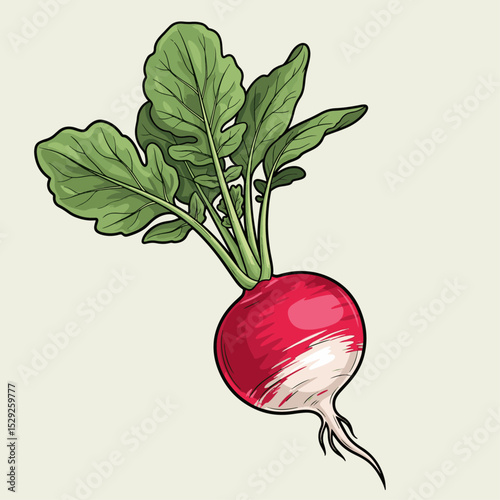 Vivid Radish Illustration Showcasing Fresh Organic Produce Vibrant and Natural