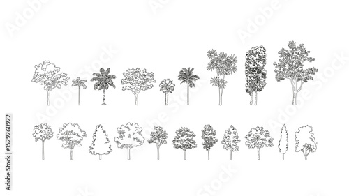 Outline Illustrations of Tropical and Deciduous Trees