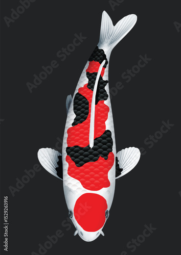 vector illustration of koifish