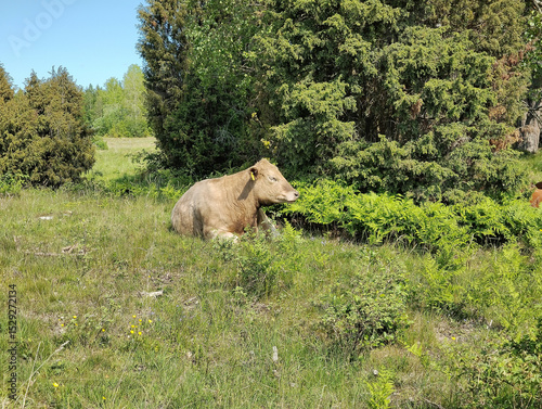 A cow is resting on a field