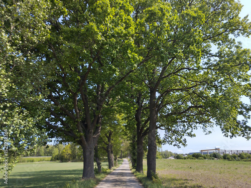Trees along a country road