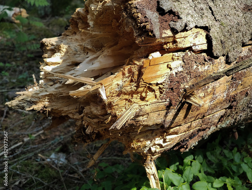Close up of a fallen tree