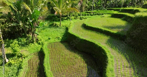 Bali rice terrace green fields aerial drone view Ubud Tegallalang morning sun