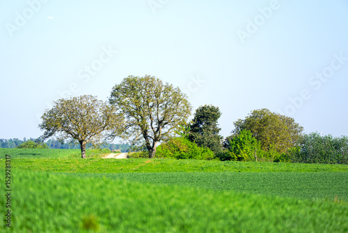 Wallpaper Mural Scenic rural landscape with hill and trees near Zurich Airport on a sunny spring day. Photo taken May 1st, 2025, Zurich Oberglatt, Switzerland. Torontodigital.ca
