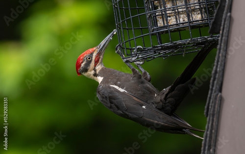 Pileated woodpecker