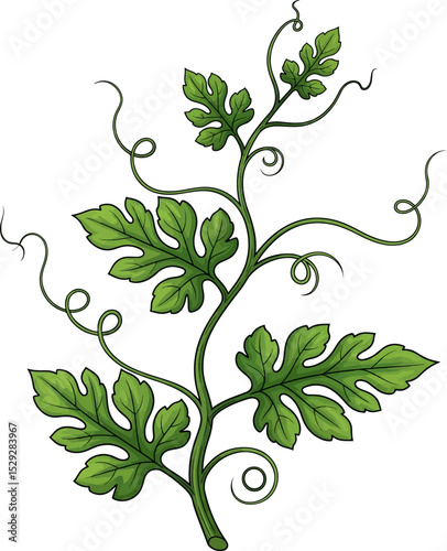 Watermelon Vine Branch with Leaves and Tendrils Illustration