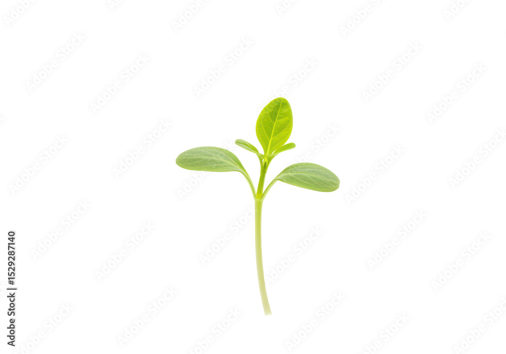 Obraz premium Young green plant sprouting from soil, symbolizing growth and renewal in nature